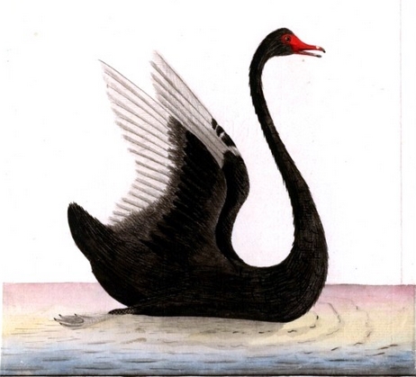 El Cisne Negro: Cuando aparece lo improbable 2